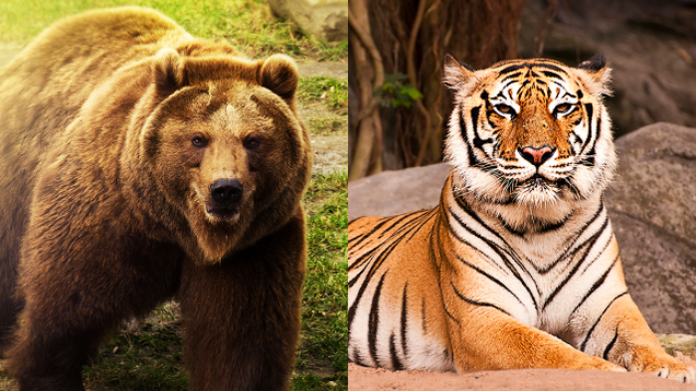 Illustration for article titled 6 Unlikely Animal Friendships And You Gotta Think They’re Fucking